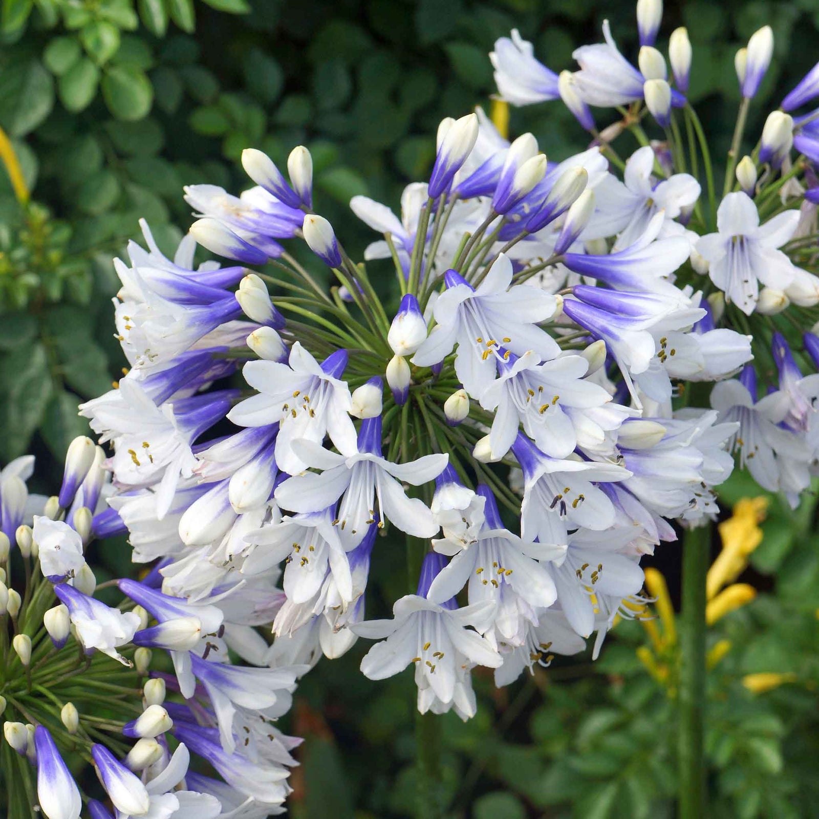 Agapanthus 'twister' (bicolour, Rhs Agm, 60cm) | 1 x 2L | Blue & White
