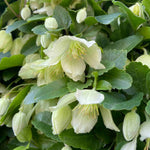 Clematis Cirrhosa ‘wisley Cream’ - 7cm pot | 3 x 7cm | Cream