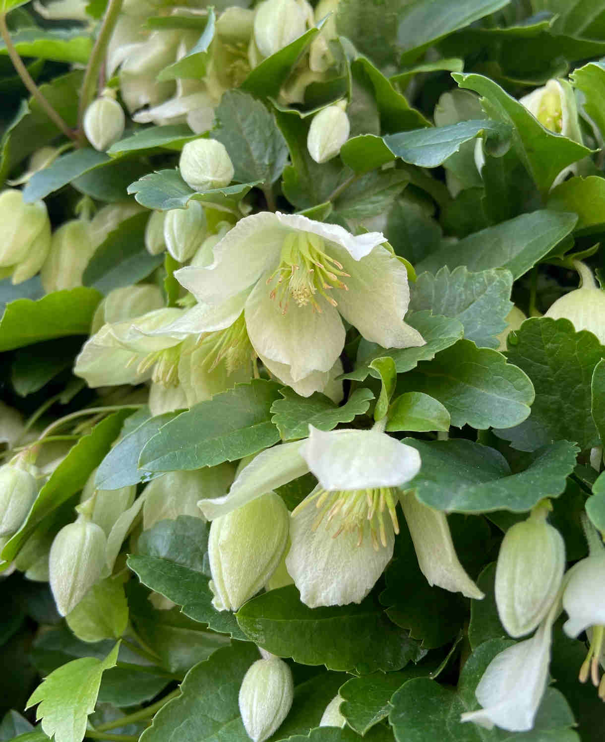 Clematis Cirrhosa ‘wisley Cream’ - 7cm pot | 1 x 7cm | Cream