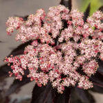 Sambucus Nigra 'black Tower' Narrow Upright Elder (dark Burgundy Foliage) | 1 x 3L | Pink & Black