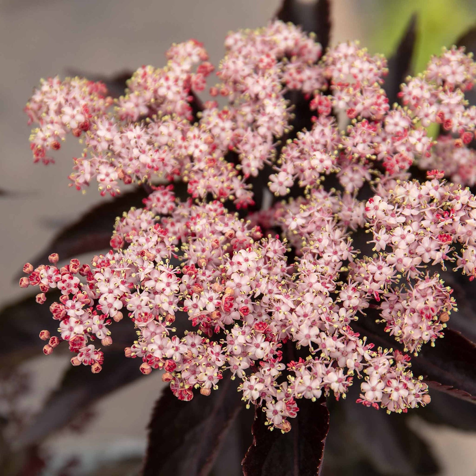 Sambucus Nigra 'black Tower' Narrow Upright Elder (dark Burgundy Foliage) | 1 x 3L | Pink & Black