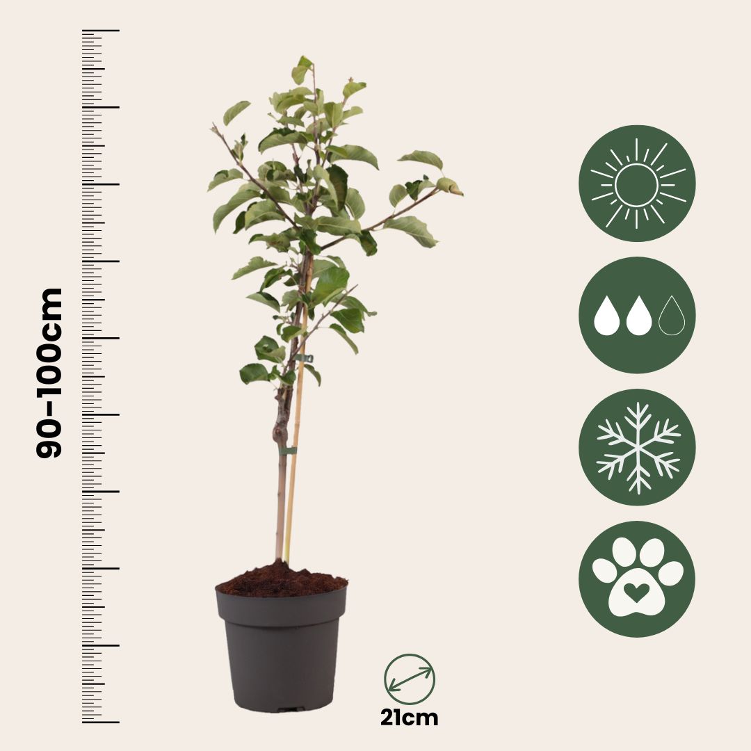 Apple Tree - Malus Domestica 'elstar' - Height 90-100cm - ⌀21cm