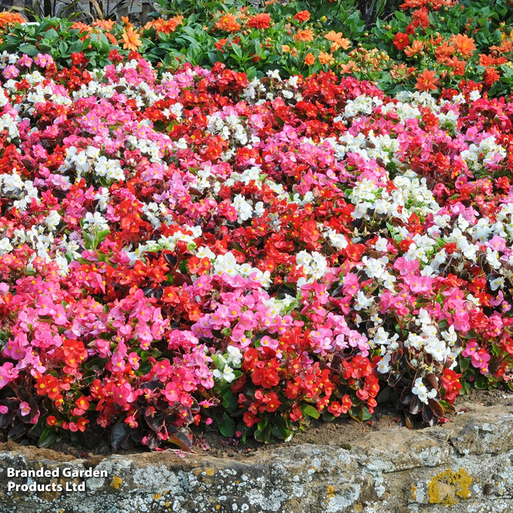 Begonia Organdy Mixed (t&ms Choice) Garden Ready Plants | 12 x Garden Ready Plants