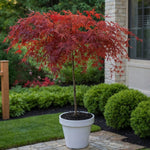 Japanese Maple - Acer Palmatum 'Garnet' - Height 60-70cm - ⌀19cm | Set of 1 | Red