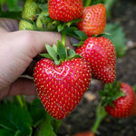 Everbearing Strawberry Plant 'favouri' | Set of 30 | Red