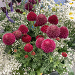 Scabious 'raspberry Scoop' Deep Wine-red Perennial 60-75cm | 12 x Plug Plants | Deep Red
