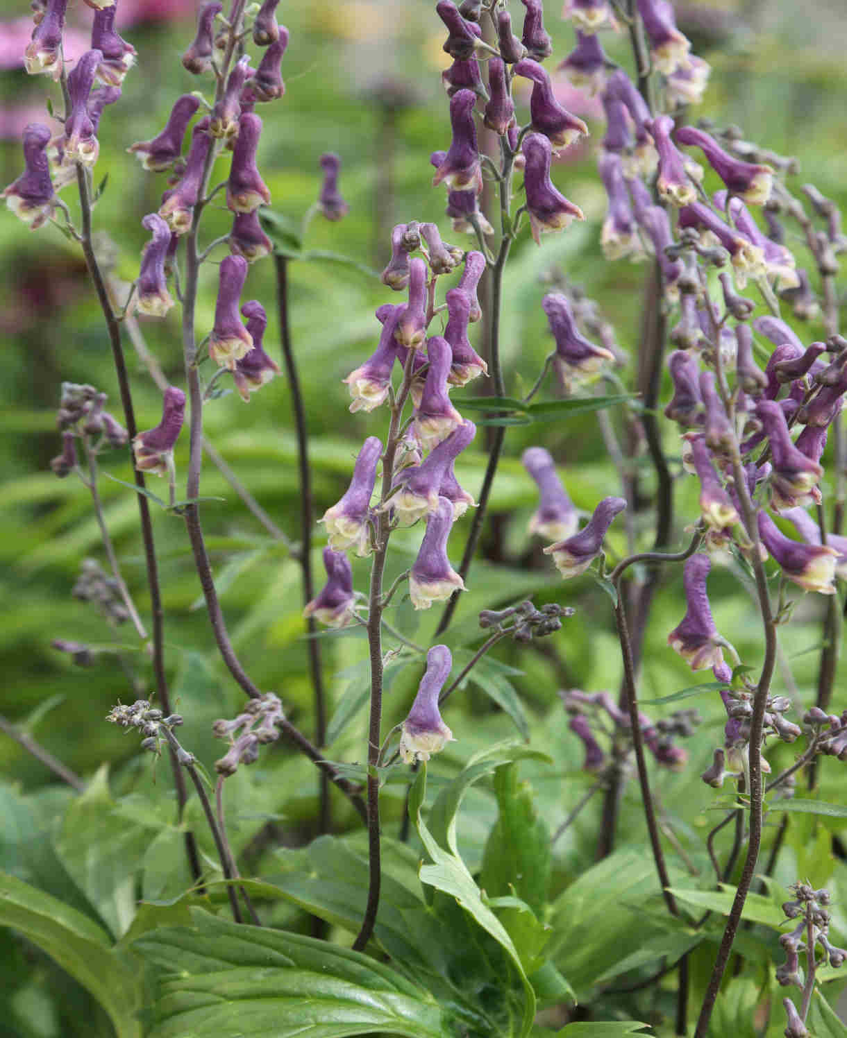 Aconitum 'purple Sparrow' - 1.5L pots | Set-of-1 | Purple