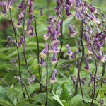 Aconitum 'purple Sparrow' - 1.5L pots | Set-of-1 | Purple