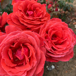 Rose 'fragrant Cloud' (hybrid Tea) Coral-red, Highly Fragrant | 1 x Bare Root | Red