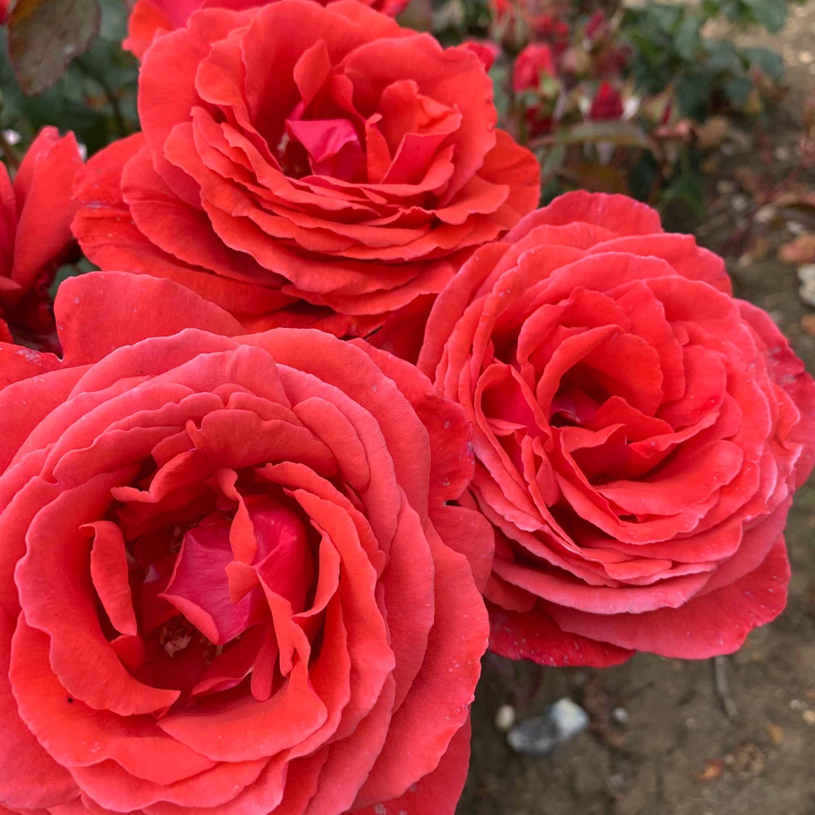 Rose 'fragrant Cloud' (hybrid Tea) Coral-red, Highly Fragrant | 1 x Bare Root | Red