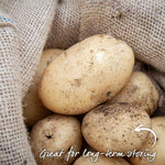Seed Potato Kitchen Collection Tubers | Set of 1 | Teal & Yellow