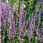 Thompson & Morgan Salvia Plant X Nemerosa Caradonna 9cm Pot X 1