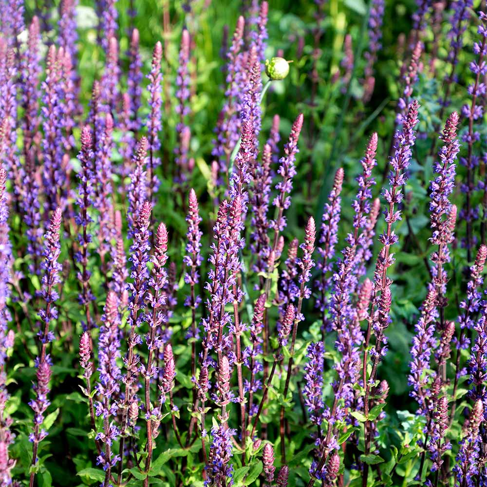 Thompson & Morgan Salvia Plant X Nemerosa Caradonna 9cm Pot X 1