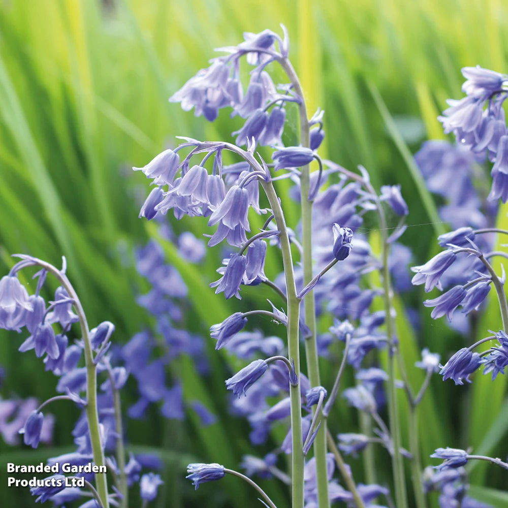 Thompson & Morgan English Bluebells - 32 Bulbs