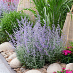 Hayloft Perovskia atriplicifolia 'Prime Time' - 9cm Pot