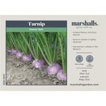 Sweetbell F1 Turnip | 100 Seeds | Purple & Green