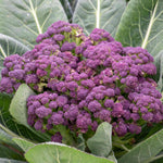 Purple Sprouting Broccoli 'cardinal' - | 12 x Garden Ready Plugs | Purple