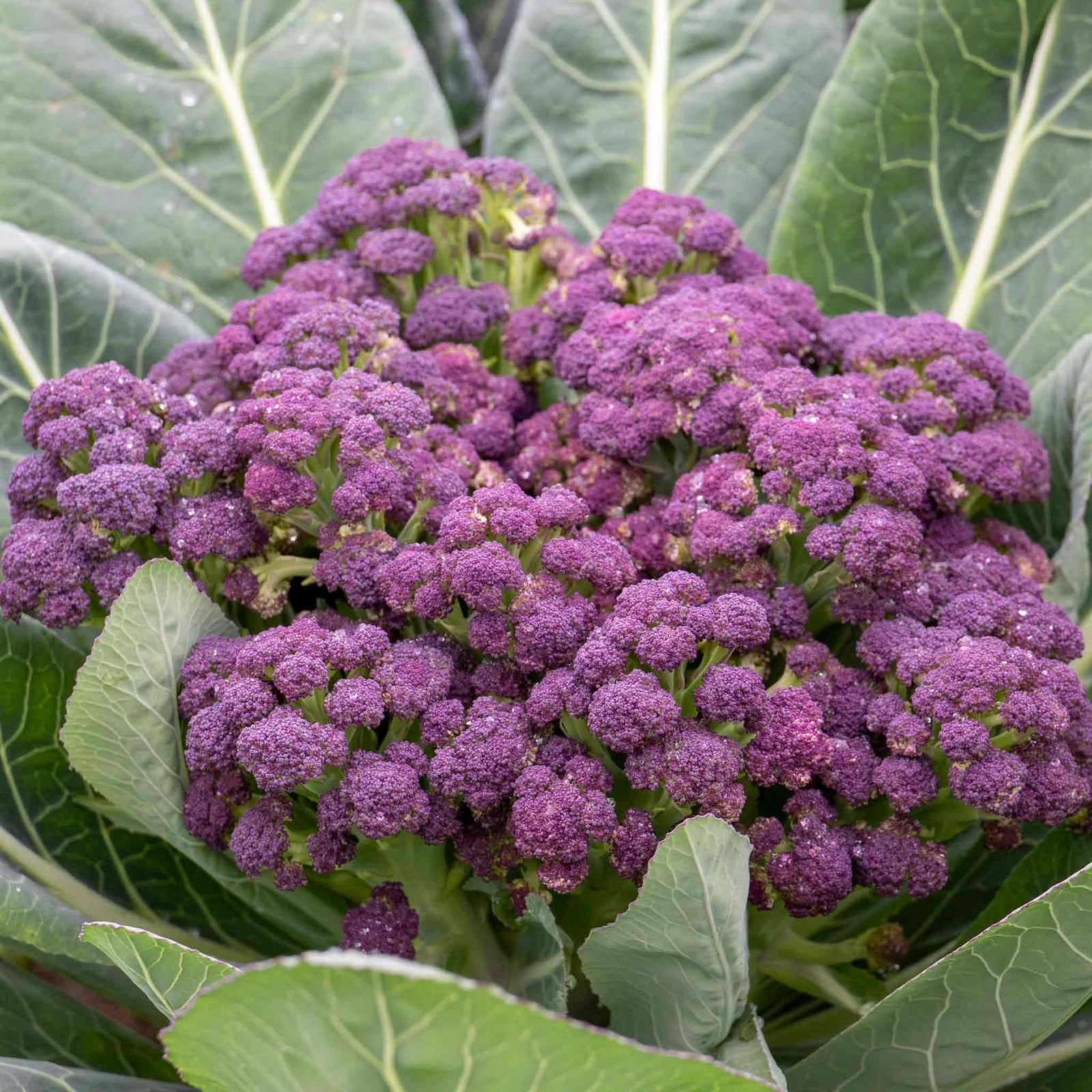 Purple Sprouting Broccoli 'cardinal' - | 12 x Garden Ready Plugs | Purple