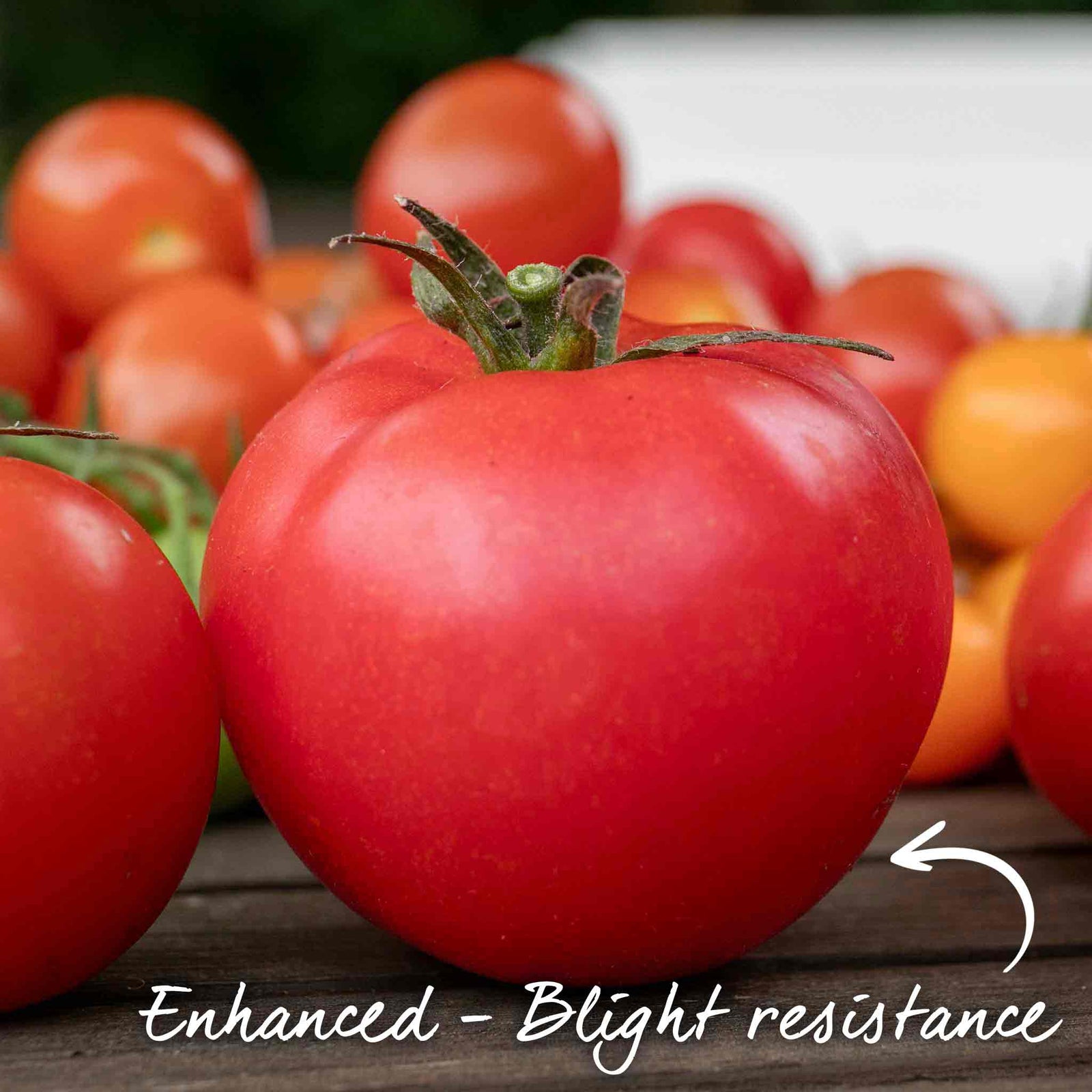 Honeymoon F1 Salad Tomato Seeds | 6 Seeds