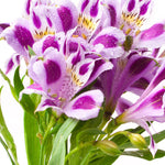 Alstroemeria Valentine - Compact Peruvian Lilly, Ideal For Smaller Spaces - Set Of 3 Plants In 9cm Pots