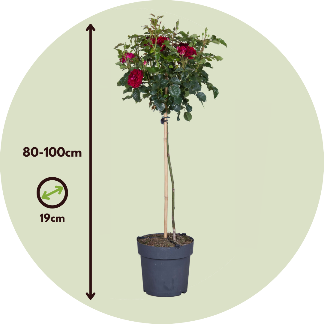 Palace Rose - Height 80-100cm - ⌀19cm | Set-of-2 | Red