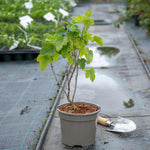 Blackcurrant 'big Ben' Plant - High Yield, Disease Resistant | 1 x 2L | Multi