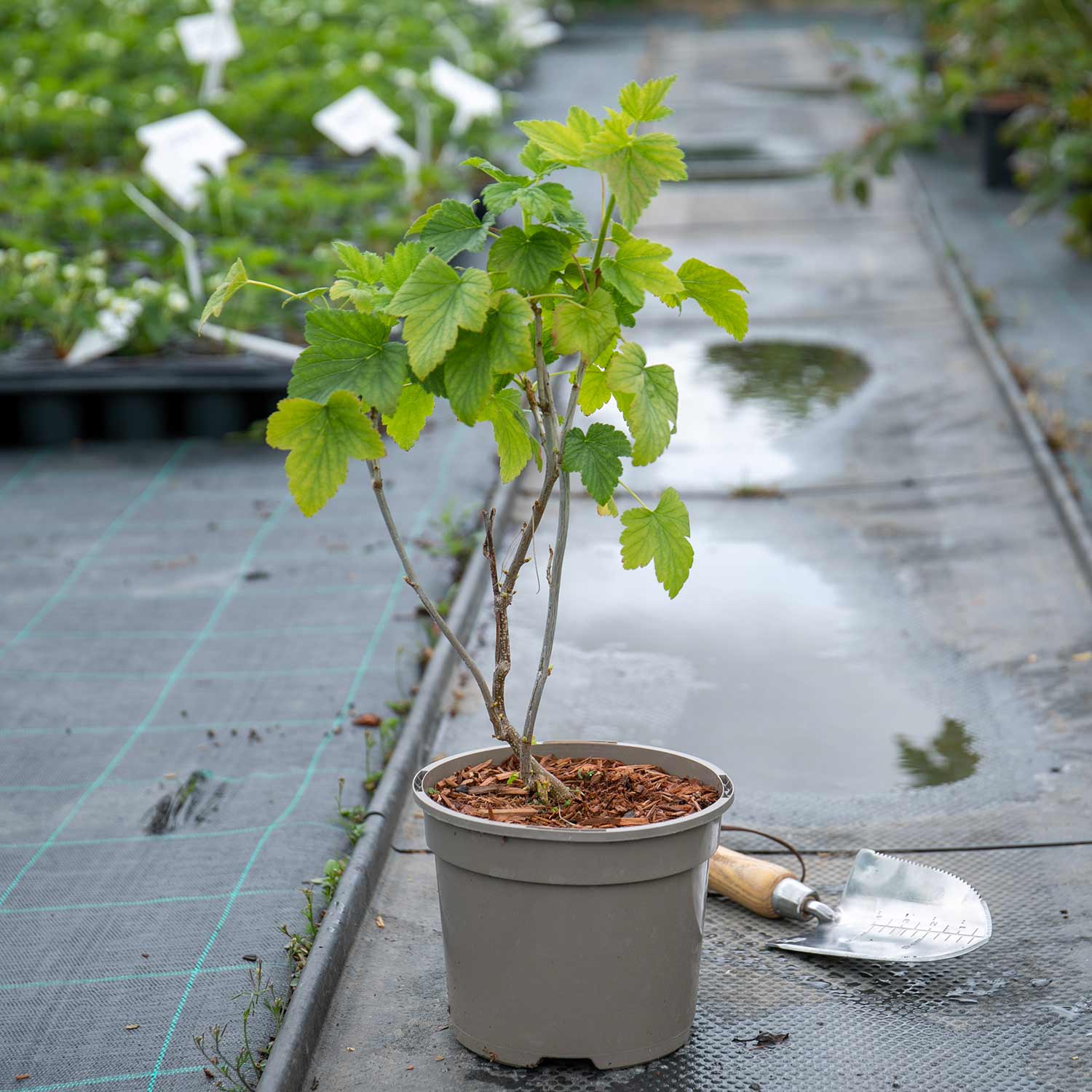 Blackcurrant 'big Ben' Plant - High Yield, Disease Resistant | 1 x 2L | Multi