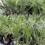 3x Mixed Hardy Palm Trees Plants In Pots Trachycarpus Chamaerops & Date Palm