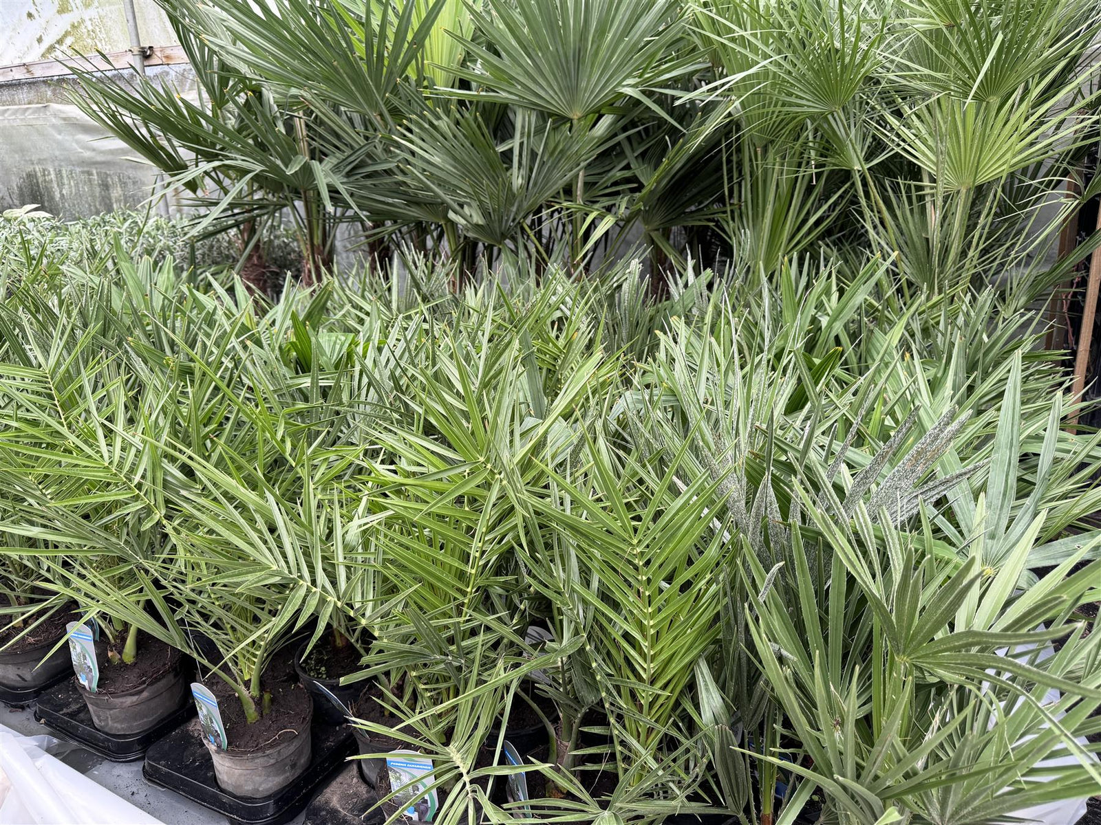 3x Mixed Hardy Palm Trees Plants In Pots Trachycarpus Chamaerops & Date Palm