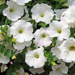 Petunia Surfinia 'snow', Trailing White Hanging Basket | 12 x Plug Plants | White
