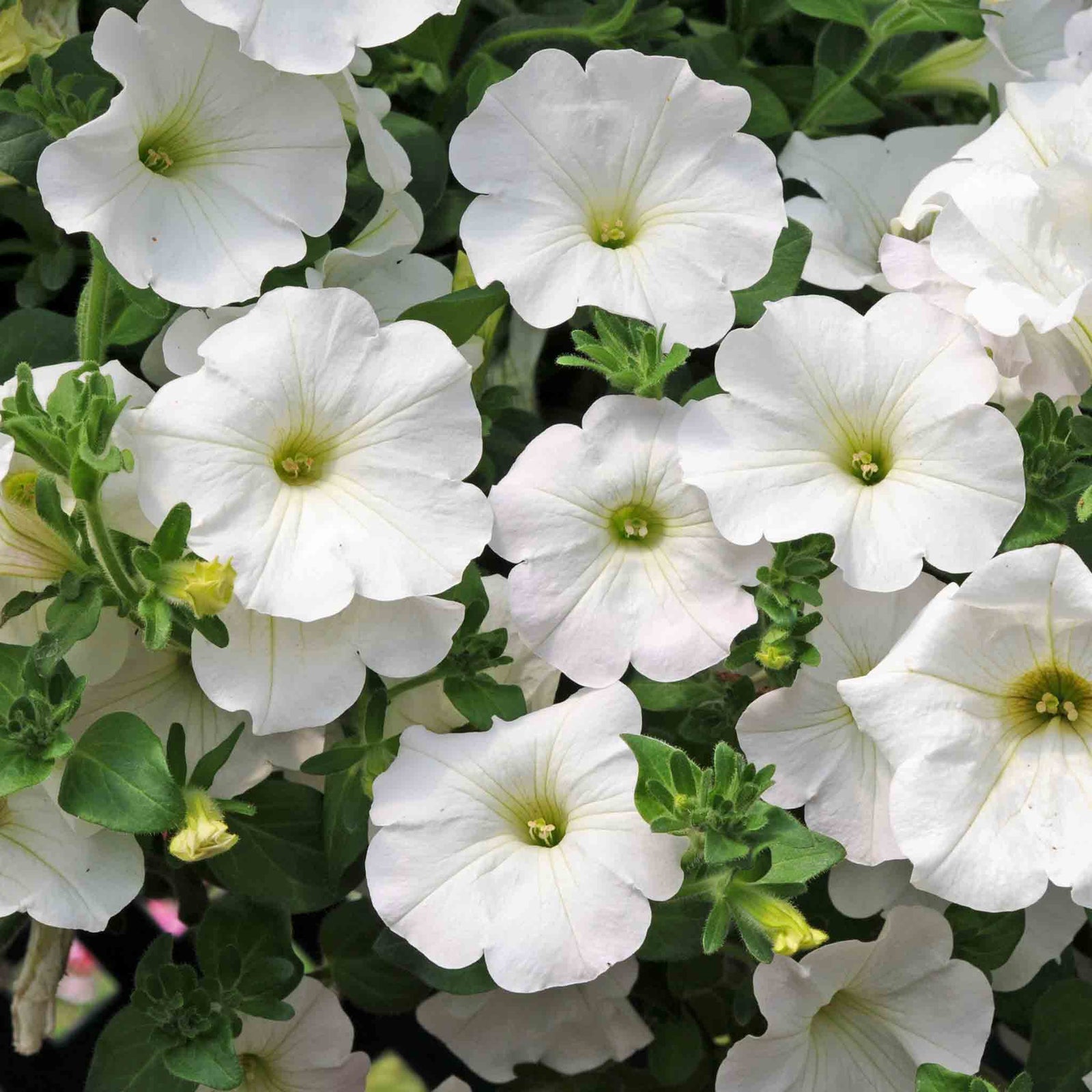 Petunia Surfinia 'snow', Trailing White Hanging Basket | 12 x Plug Plants | White