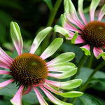Hayloft Echinacea Green Twister -a Unique Flower