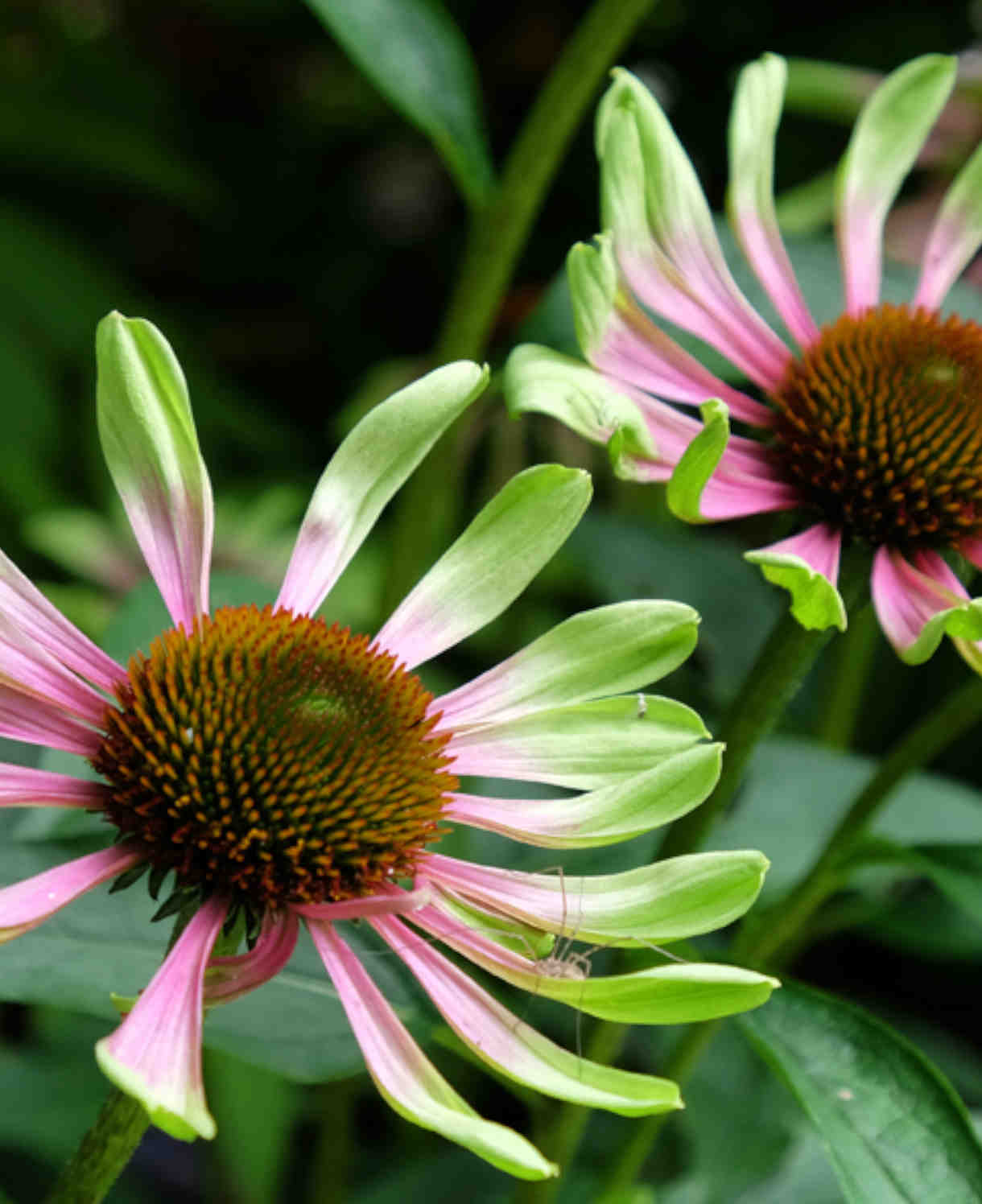 Hayloft Echinacea Green Twister -a Unique Flower