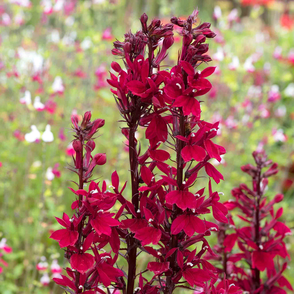 Lobelia 'starship Burgundy' - Hardy Perennial, Burgundy Flower Spikes, 100 Cm 9cm | Set of 3 | Burgundy