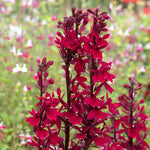 Lobelia 'starship Burgundy' - Hardy Perennial, Burgundy Flower Spikes, 100 Cm 9cm | Set of 1 | Burgundy
