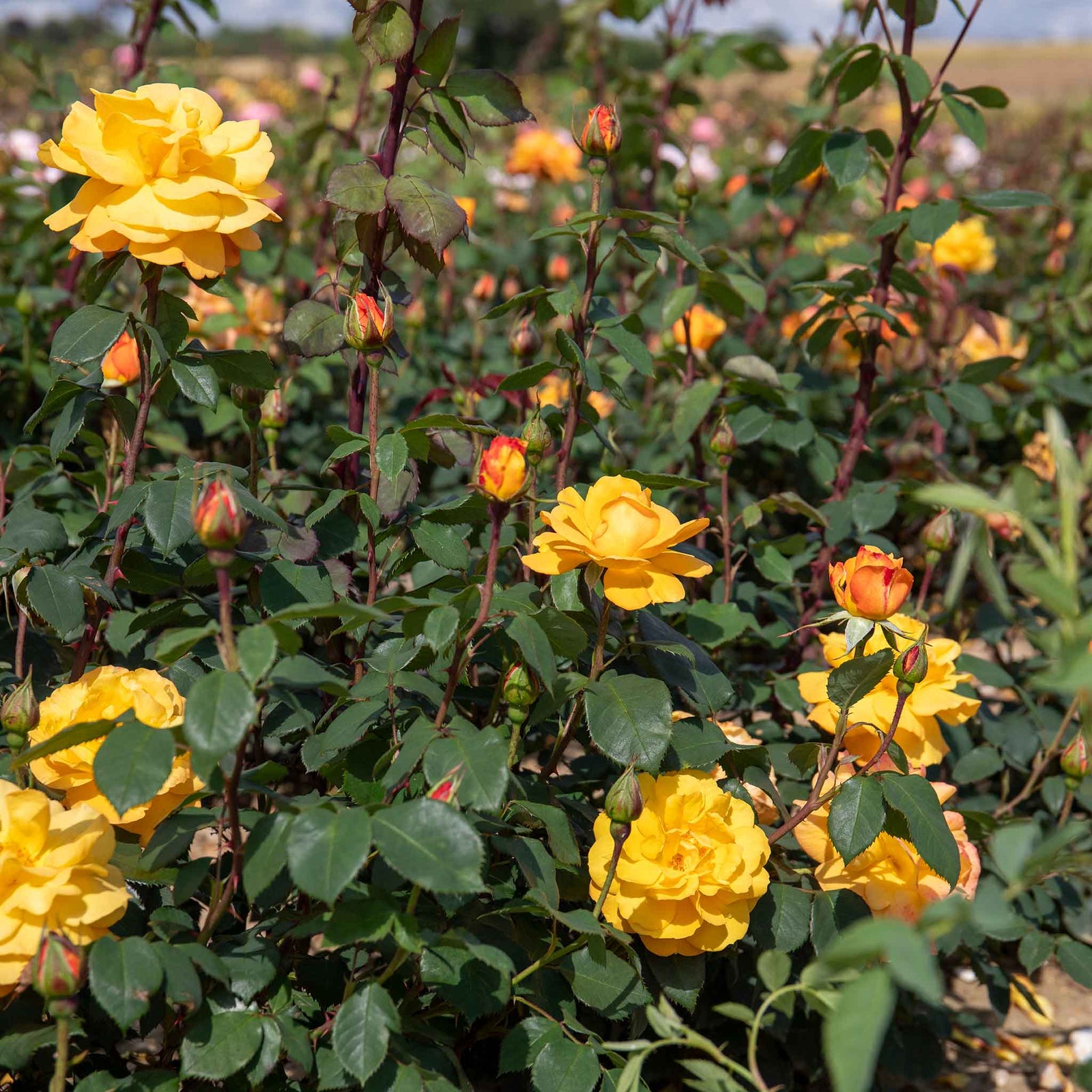 Rose 'golden Delicious' — Deep Yellow Citrus-scented Hybrid Tea | 1 x Bare Root | Yellow