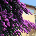 Paper Flower - 2 Pcs. - Bougainvillea 'alexandra' - Height 50-60cm - ⌀17cm