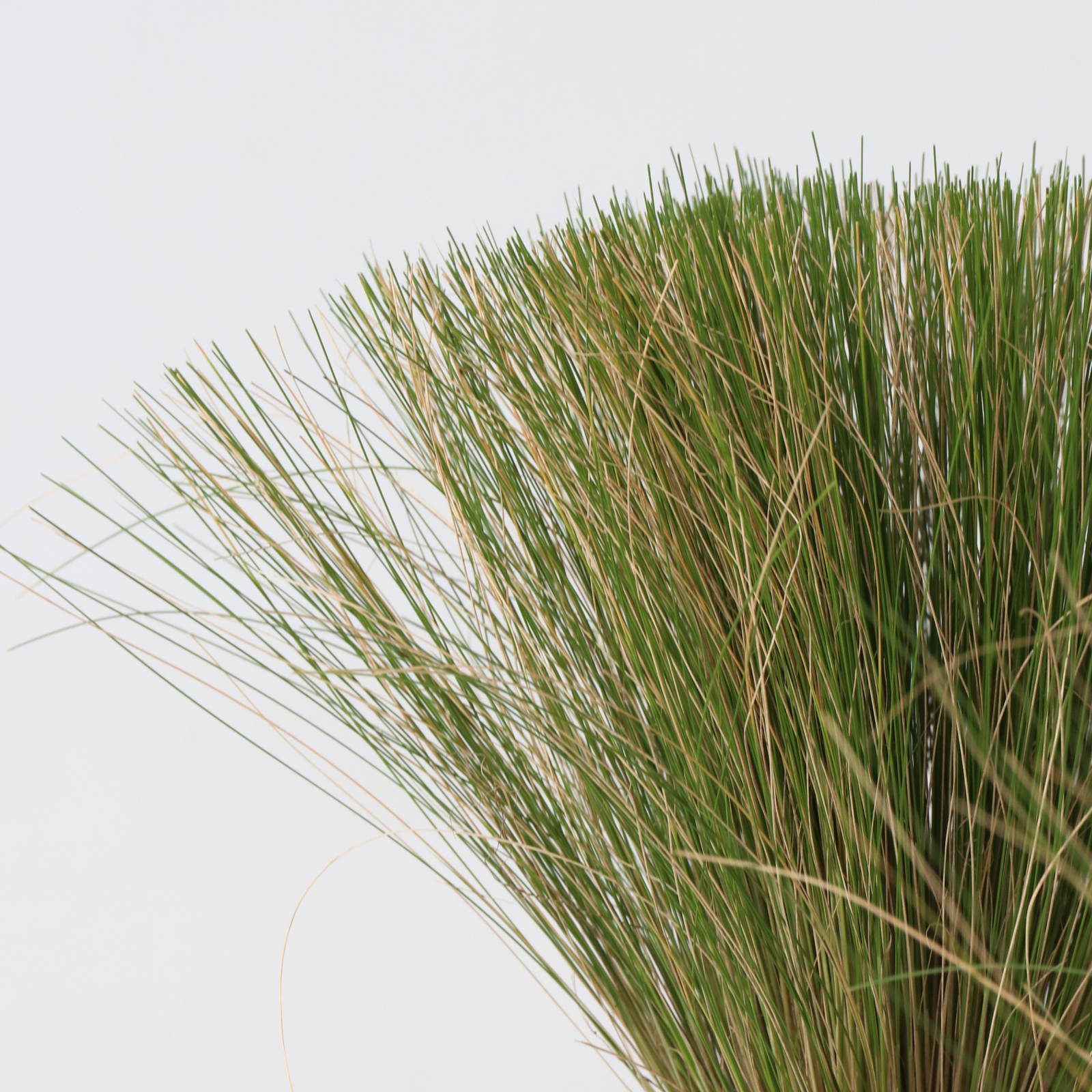 Mexican Feather Grass - Stipa Tenuifolia 'Pony Tails' - H20-30cm - ⌀9cm | Set-of-6 | Green