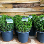 Buxus Sempervirens Extra Large Ball Shaped Plants 30cm Round 7.5 Litre Pot