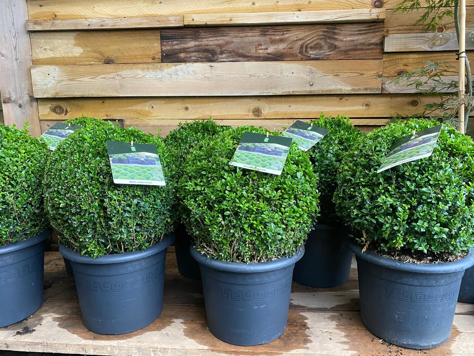 Buxus Sempervirens Extra Large Ball Shaped Plants 30cm Round 7.5 Litre Pot