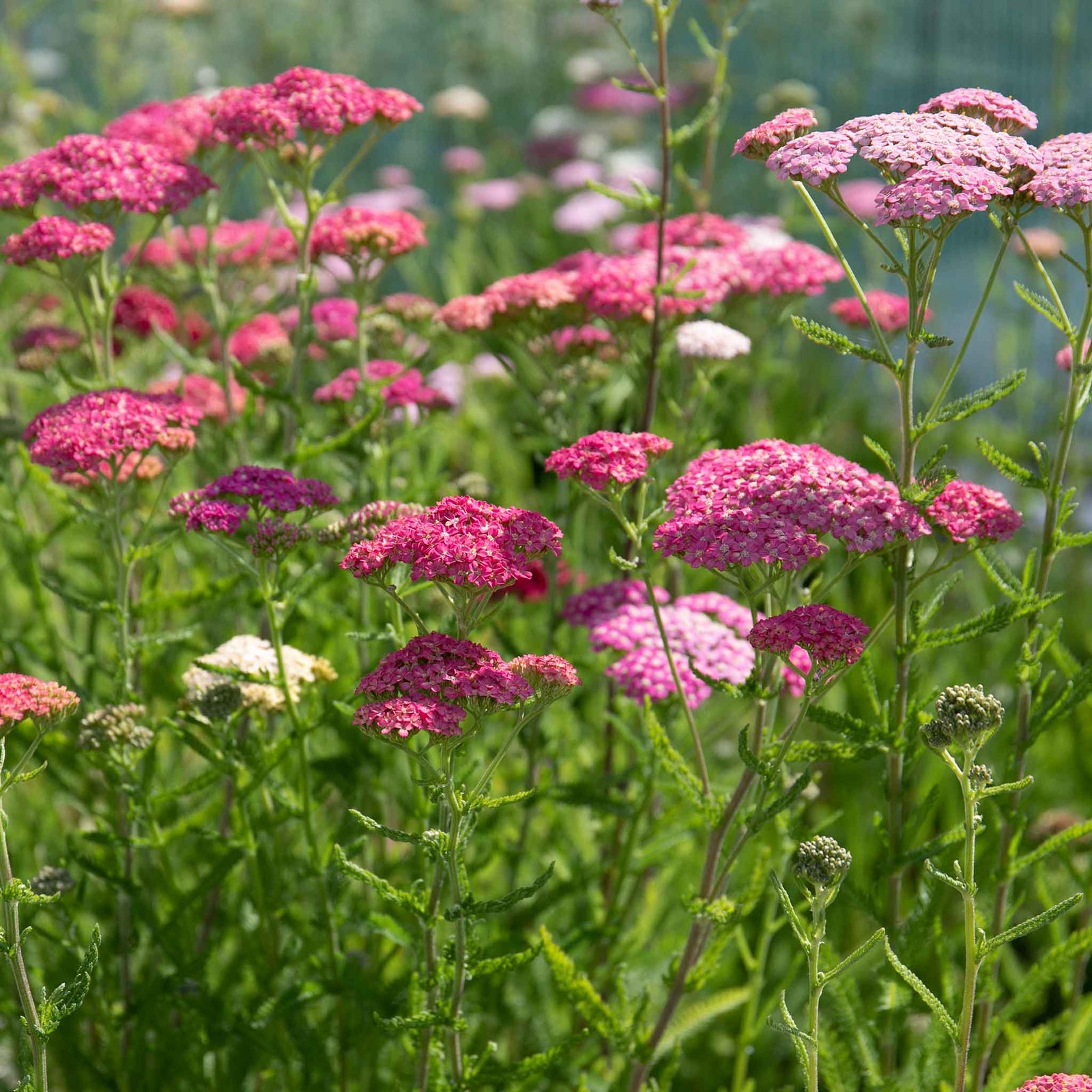 Achillea 'summer Berries Mixed' - Summer Perennial | 6 x Jumbo Plugs | Multi