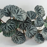 50cm Artificial Trailing Begonia Plant