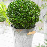 Buxus Sempervirens - 7.5L pot. | Set-of-2 | Yellow
