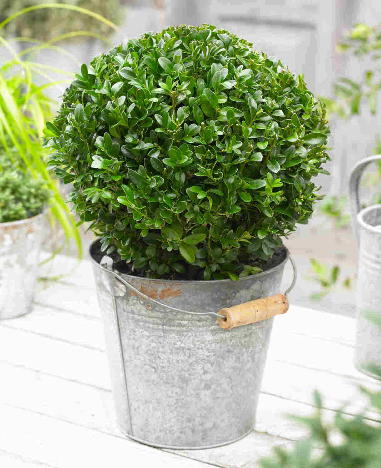 Buxus Sempervirens - 7.5L pot. | Set-of-2 | Yellow