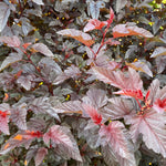 Physocarpus Lady In Red Shrub 3-4ft Tall Supplied In A 3 Litre Pot