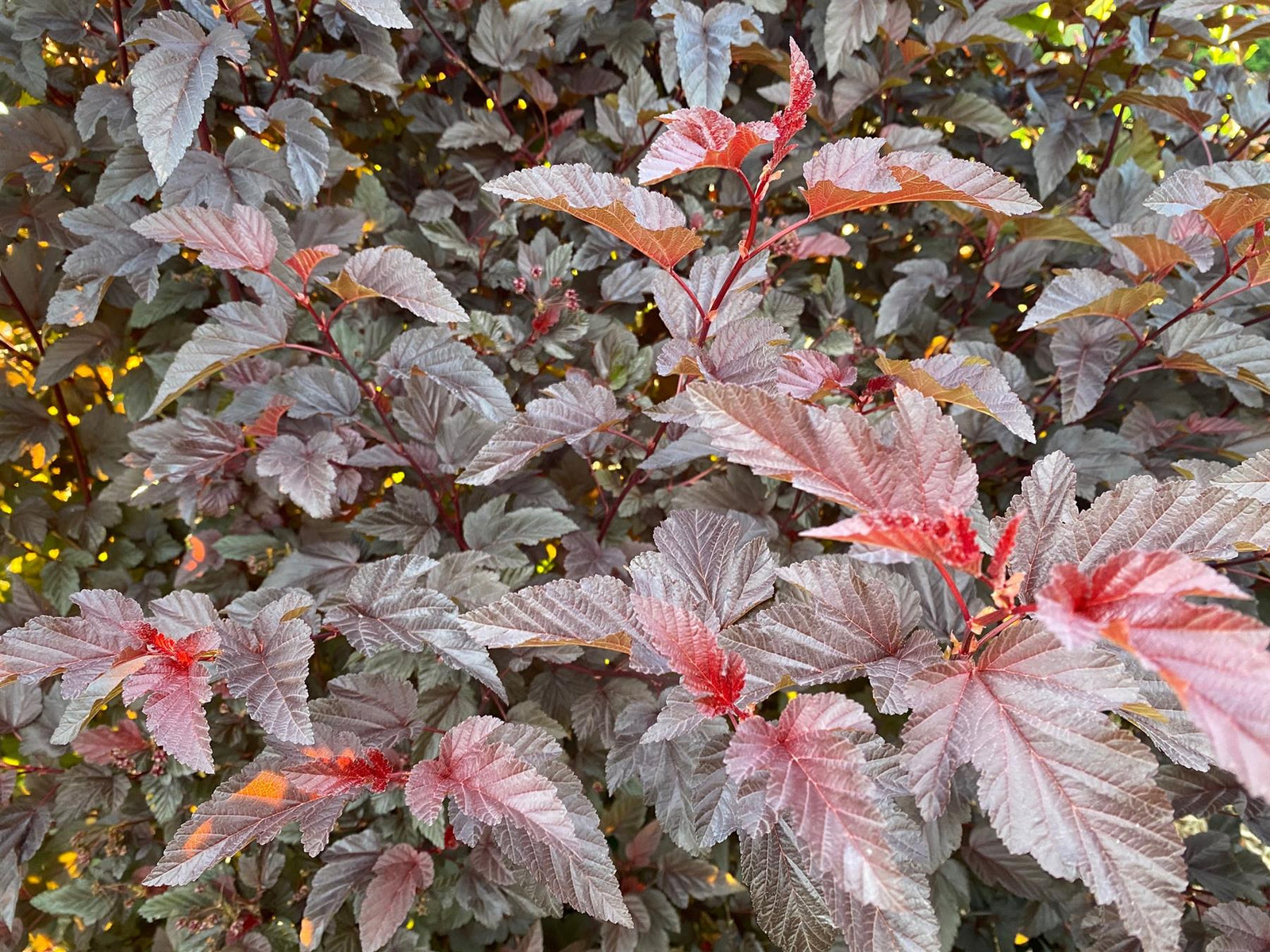 Physocarpus Lady In Red Shrub 3-4ft Tall Supplied In A 3 Litre Pot