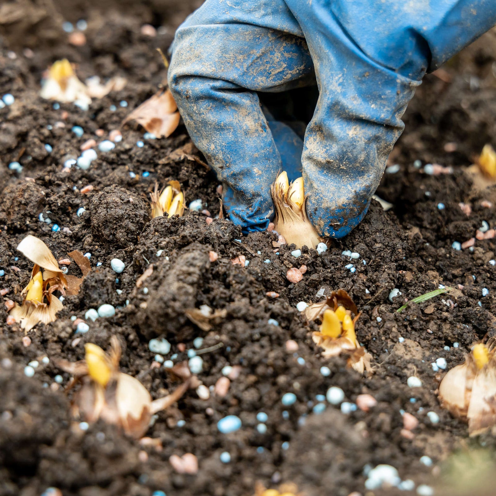 Hayloft Exclusive Crocus Collection - 90 Bulbs
