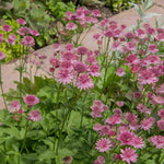 Hayloft Astrantia Major Florence - 3 X 9cm Pots