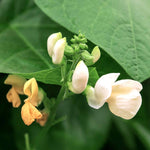 Runner Bean Duo 'firestorm' & 'white Lady' | 90 Seeds | Multi Colour