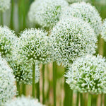 Allium 'mount Everest'  - Bulb | 6 x Bulbs | White
